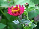 Zinnia Elegans